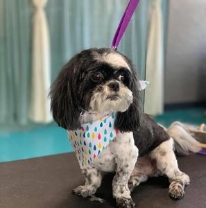 Meet your Posher, Cynthia